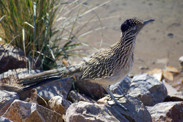Roadrunner bird on rocky shoreline alongside Arizona lake