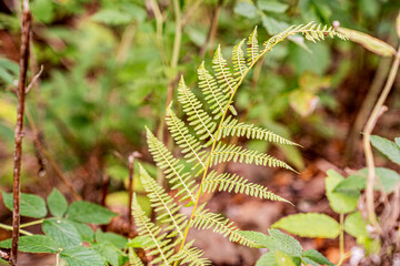 Einzelnes Farnblatt