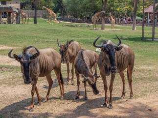 a herd of horned artiodactyls is on guard eating grass in the zoo's aviary.
