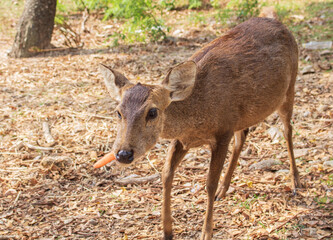 Young roe deer with orange carrots in its teeth.