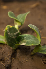 pumpkin cotyledons