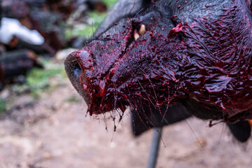 traditional slaughter of the Mallorcan black pig, Mallorca, Balearic Islands, Spain