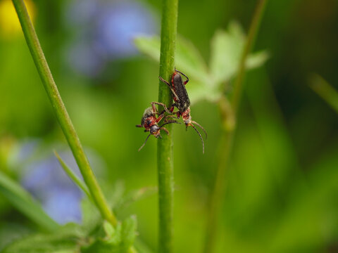 (Cantharis rustica) T&eacute;l&eacute;phores moines ou cantharides rustiques