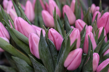 Bunch of fresh spring pink tulips on old vintage wooden board, copy space