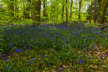 A carpet of bluebells beneath the newly sprouting tree leaves in a wood in Leicestershire in springtime