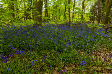 A carpet of bluebells beneath the newly sprouting tree leaves in a wood in Leicestershire in springtime