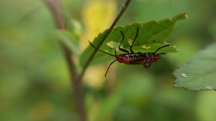insects perched on the leaves 