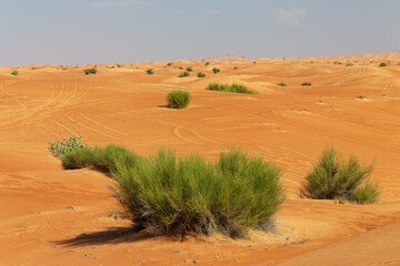 Fototapeta na wymiar desert landscape in the United Arab Emirates
