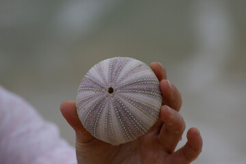 sea urchin on hand