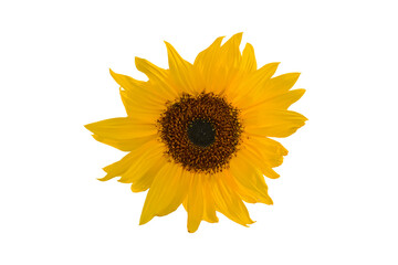 Yellow sunflower over white
