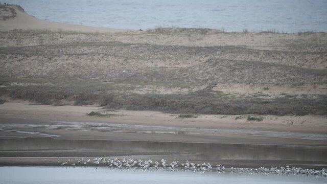 A flock of seagulls are nesting on a sand bank at Laguna Garzon, Maldonado