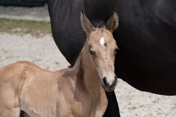 Young newly born yellow foal stands together with its brown mother