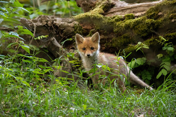 Naklejka na ściany i meble Little red fox, vulpes vulpes, cub standing in green forest in summer nature. Young predator looking to the camera in vivid woodland. Juvenile animal wildlife in wilderness.
