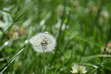 Common dandelion surrounded by brownish grass