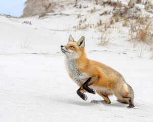 Red fox with golden eyes jumping in the sand at the beach..