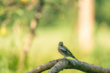 Close-up of a beautiful finch sitting on a branch in the forest. Beautiful green and yellow light in background