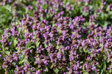 The flowering period of the herb called thyme. Tiny purple flowers. Green heart-shaped leaves with jagged edges.