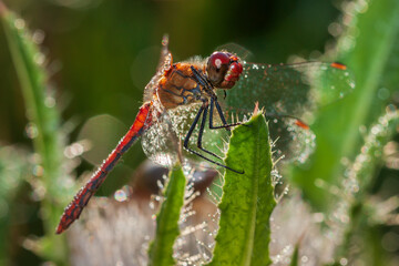 dragonfly warming from the morning dew in the sun