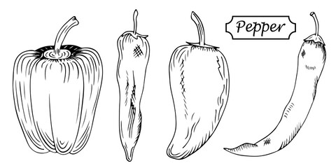 Hand drawn set of different types of peppers. Bulgarian (bell pepper), sweet, jalapeno, chili peppers isolated on white background. Sketch style vector capsicums. Detailed vegetarian food drawing.