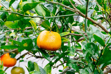 Citrus orange on the branch
