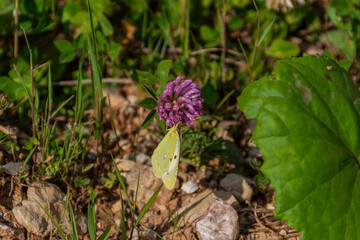 butterfly on a flower