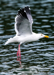 Starting Western Gull (Larus occidentalis)