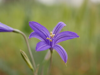 Large purple flowers ixiolion on the meadow on a warm spring day. Ixiolirion tataricum grows naturally.