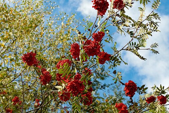 Vogelbeeren Eberesche