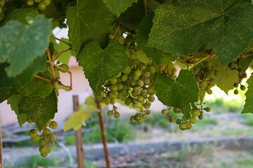 grapes in the vineyard