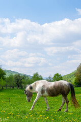 Naklejka na ściany i meble white mare with chestnut foliage in the mountains of a beautiful sunny day