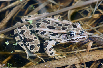 Adult Northern Leopard Frog floating in a pond. 