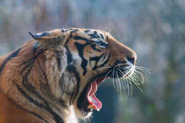 Portrait of a tiger's head from the side. The tiger has an open mouth and teeth and tongue can be seen.