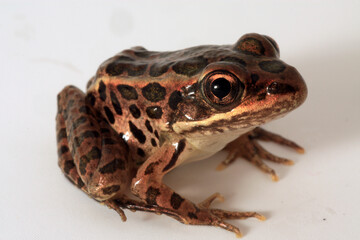 Juvenile Pickerel Frog on a white background. 
