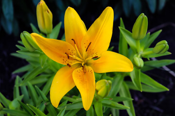 Fototapeta na wymiar A Yellow Male Lily Flower
