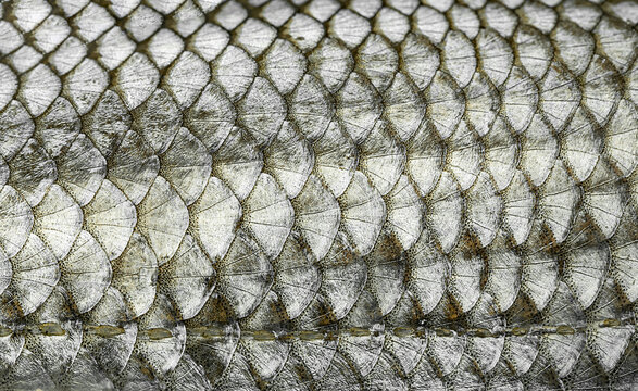 Fish Scales Images – Browse 17,357 Stock Photos, Vectors, and Video