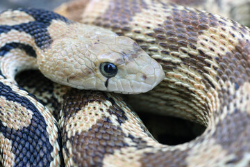 Close-up view of a the face of a great basin gopher snake (Pituophis catenifer deserticola) coiled up.