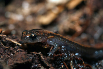 A small red backed salamander (Plethodon cinereus) resting in the dirt.