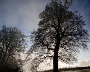 large broad winter tree silhoutetted against rising sun through swirling fog and mist 