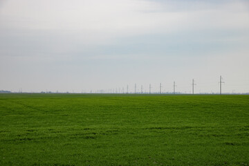 Fototapeta na wymiar Green field, electrical wires in the distance