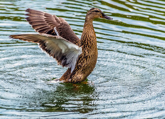 A close up of waterfowl enjoy  the submerged logs and calm waters of an English lake beside woodland in springtime