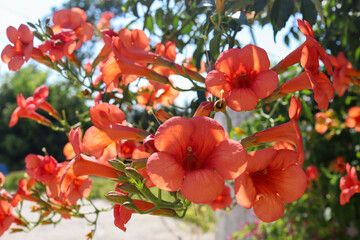 A close-up of vibrant orange trumpet vine flowers (Campsis radicans) in full bloom. The bright,...
