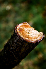 A stump with nice blurred texture in the background