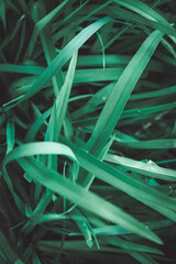 Obraz na płótnie Canvas Fresh spring green grass in close up shot.