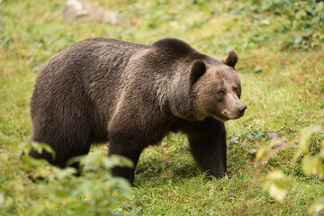 female big brown bear (Ursus arctos) posing in the clearing