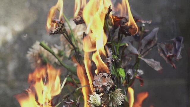 Flowers on fire with heads starting to droop as their stems buckle. Mostly charred remains. Shot at 100 fps and slowed to 25 fps.