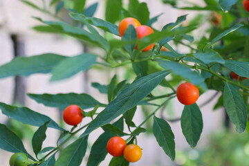 Solanum pseudocapsicum. It is a nightshade species with mildly poisonous fruit. It is commonly known as the Jerusalem cherry, Madeira winter cherry, or, ambiguously, "winter cherry". 