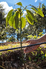 Watering of a small plant of avocado with microdrip irrigation system
