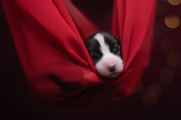 Little cute welsh corgi cardigan tricolour new year puppy