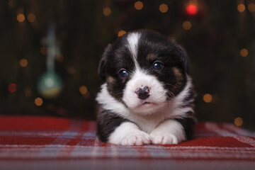 Fototapeta na wymiar Small welsh corgi cardigan tricolour new year puppy
