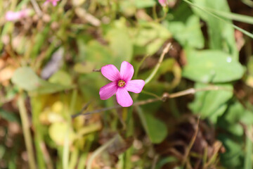 A close-up view of a delicate pink flower blooming amidst green foliage. The vibrant petals stand out against the natural background, creating a serene and refreshing atmosphere
